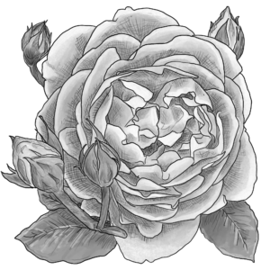 Sherlock Holmes Rose in greyscale