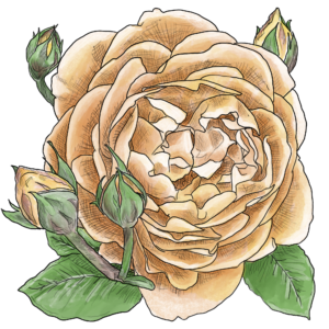 An orange and cream Sherlock Holmes rose with green leaves and three small buds. Art by chained-to-the-mirror